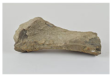 古琵琶湖層群の化石